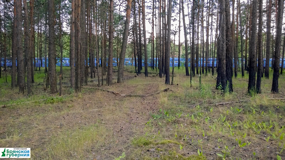В лесах Брянской области ввели особый противопожарный режим