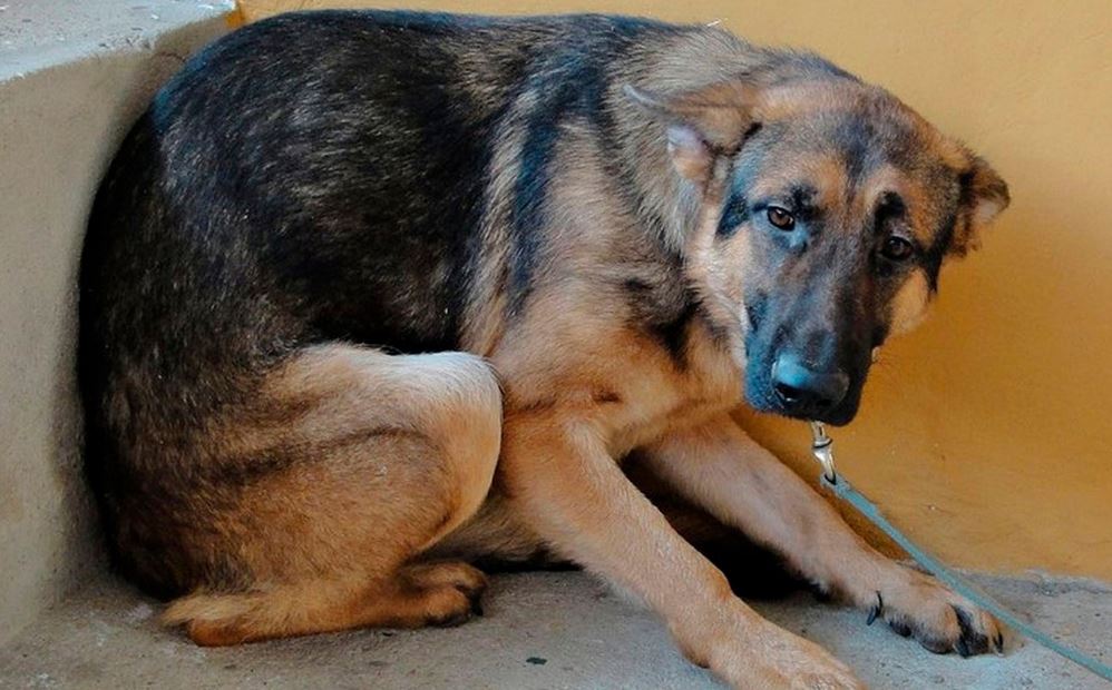 Забившего насмерть собаку брянца отправили на принудительное лечение