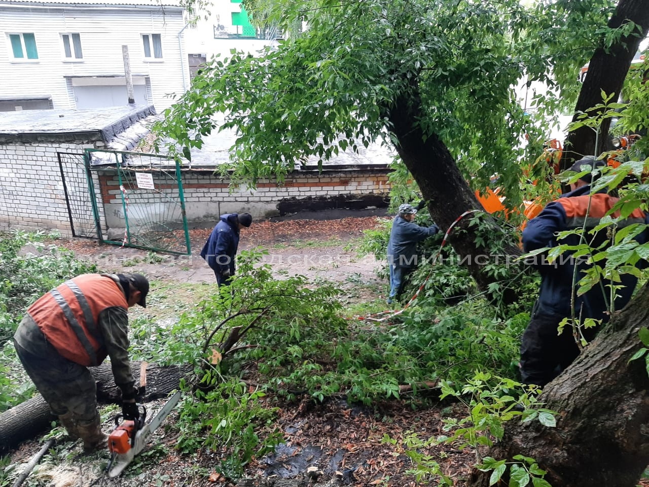 В Брянске с территории спортшколы по гимнастике вывезли рухнувшее дерево