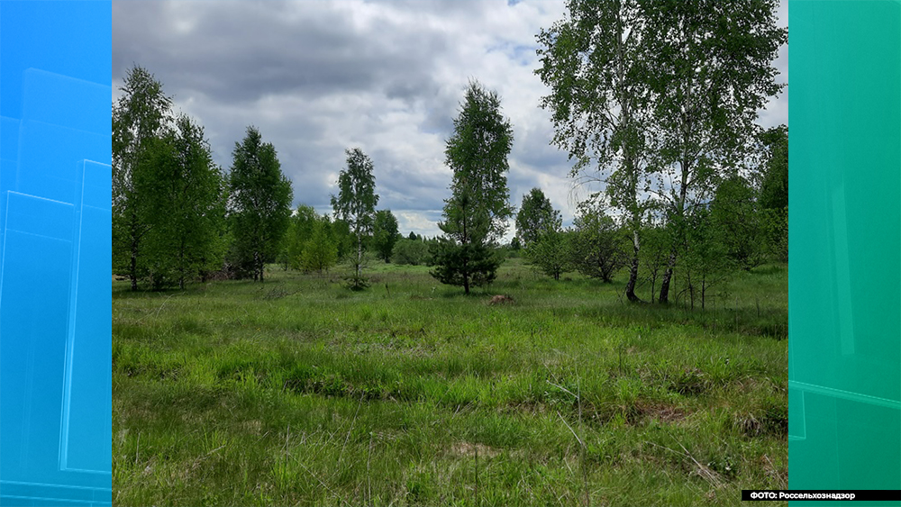 В Брянской области обнаружено около 1500 гектаров зарастающих сельхозземель
