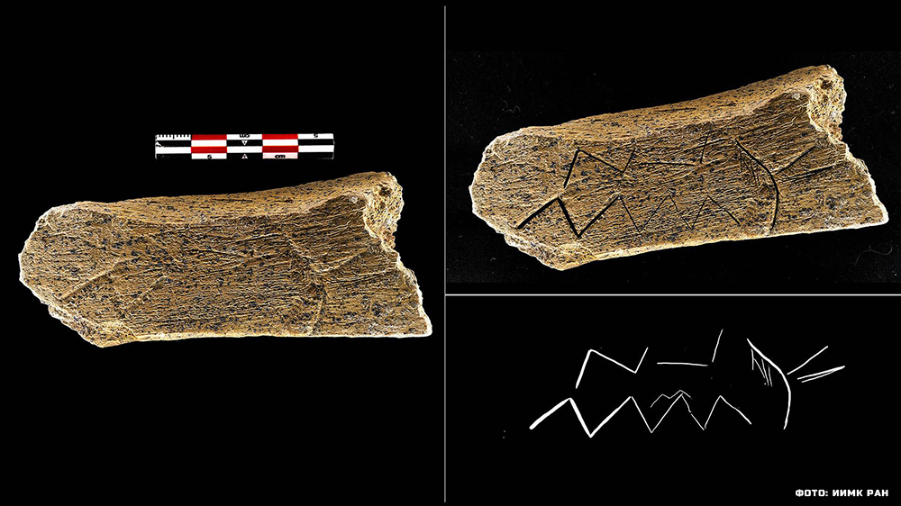 В Брянской области обнаружили кость с неандертальским орнаментом возрастом около 80 тысяч лет