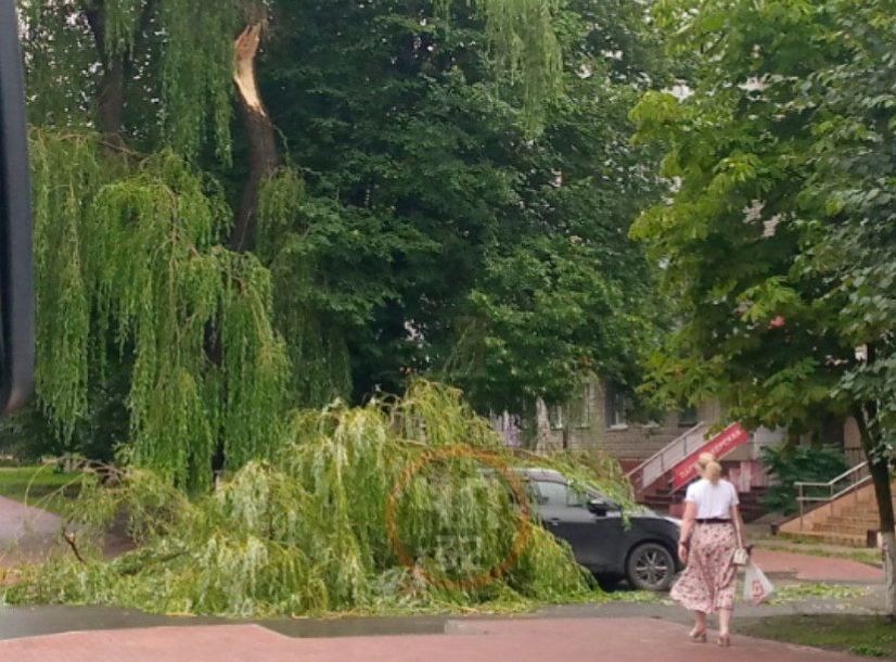В Брянске на улице Крахмалева дерево рухнуло на автомобиль