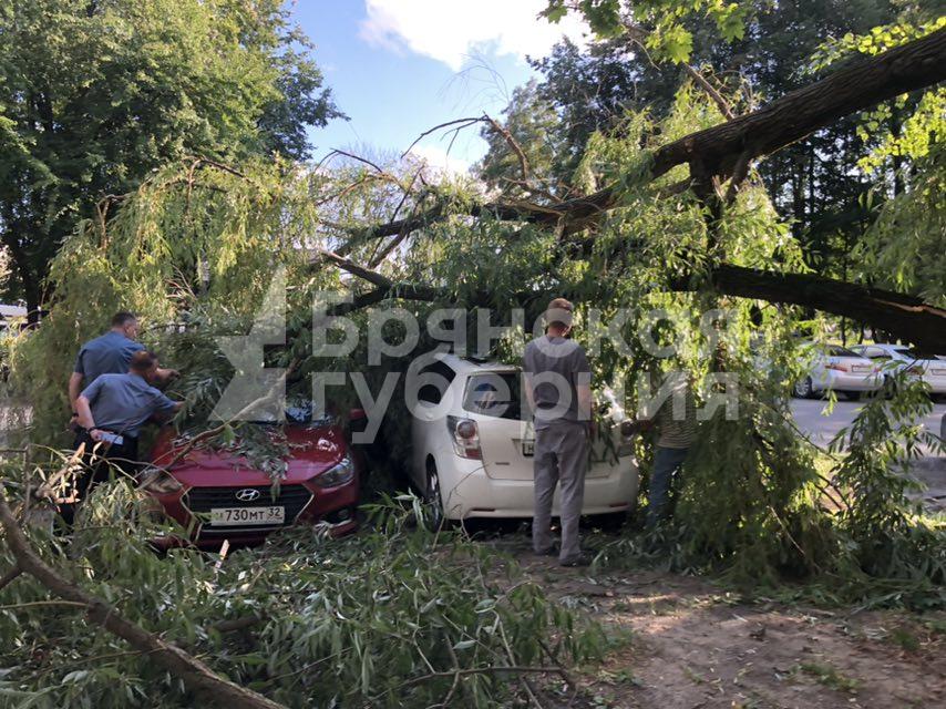 Житель Брянска покинул машину за миг до падения на неё дерева