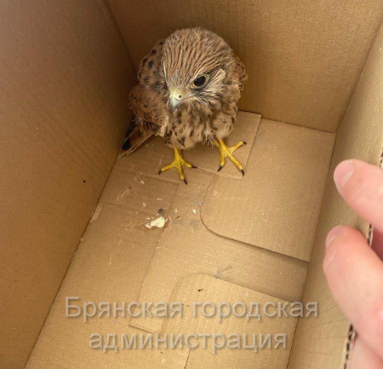 Птенца хищной птицы нашли в Брянске местные жители