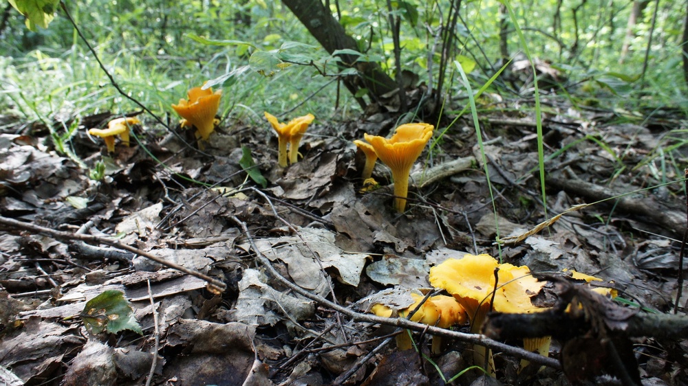 В лесах Брянской области начался долгожданный грибной сезон