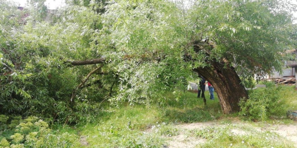 Ветер повалил во время грозы в Брянске семь деревьев
