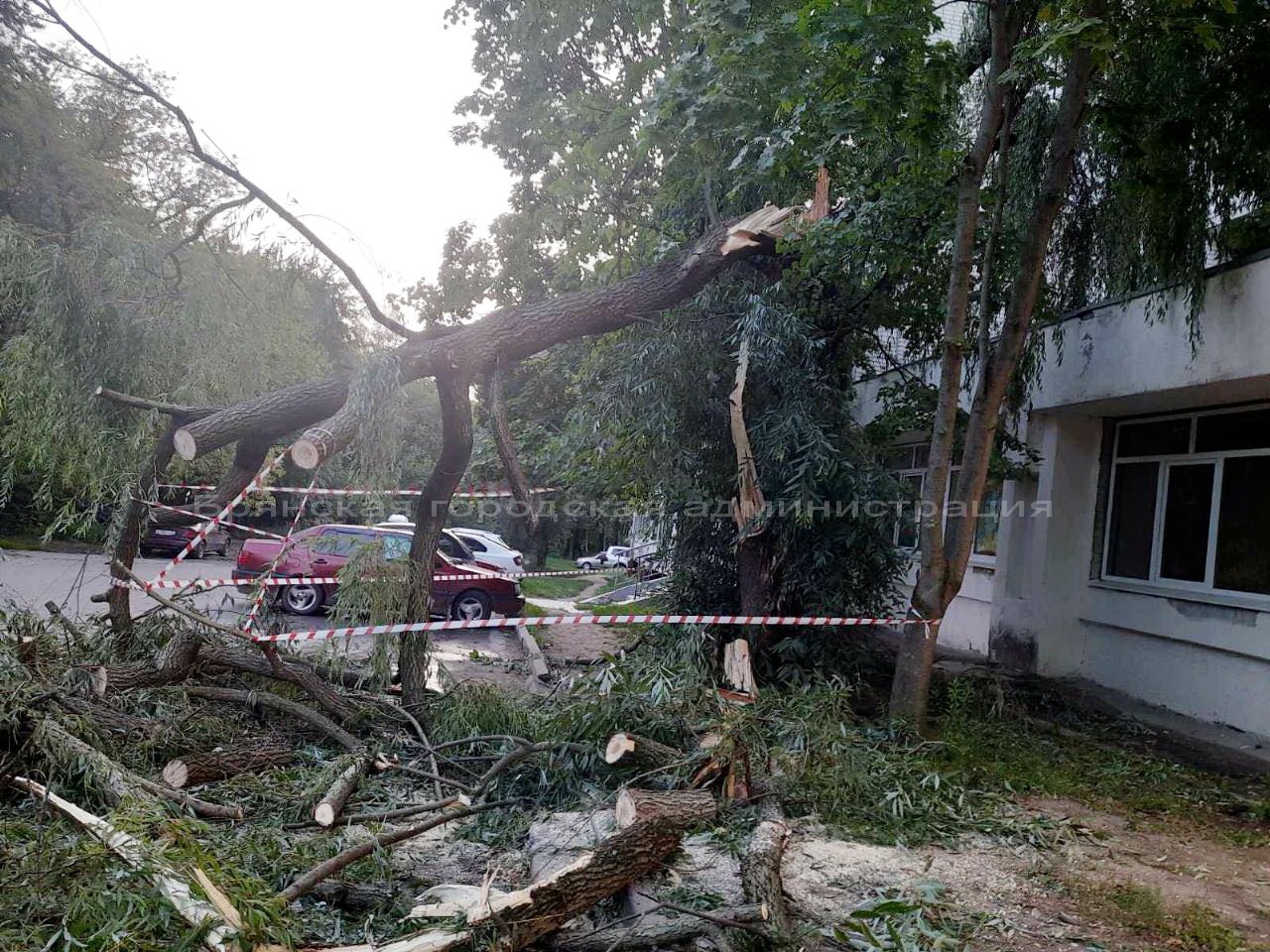 В Брянске штормовой ветер повалил 20 деревьев