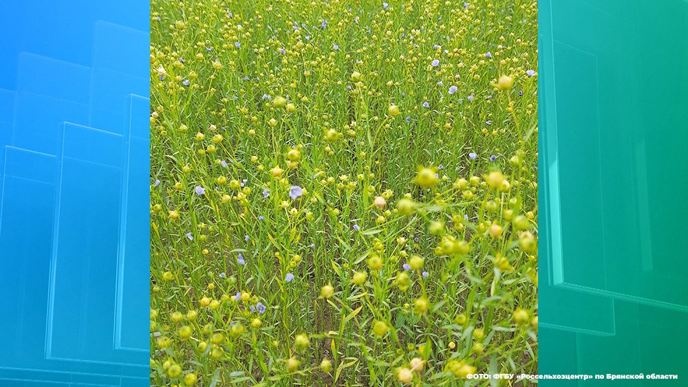 Специалисты брянского Россельхозцентра провели фитосанитарное обследование семенных участков льна-долгунца