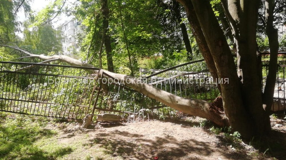 Утром 15 июля в Брянске на забор школы № 60 упало дерево