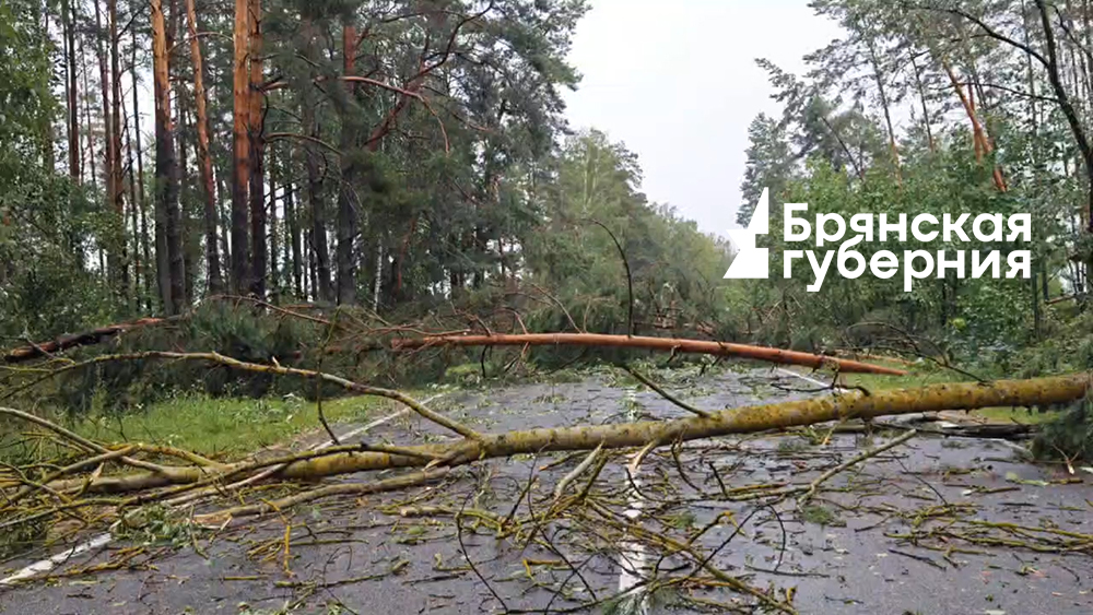В Новозыбковском округе ветер повалил много деревьев, перекрыта дорога