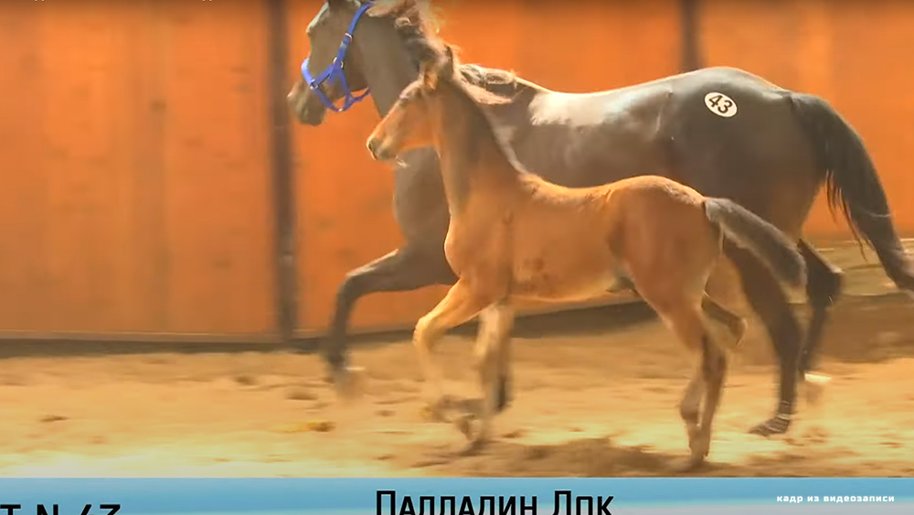 На аукционе лошадей рысистых пород в Брянской области жеребёнка продали за 7,5 миллиона рублей
