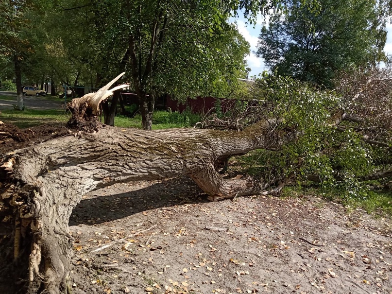 Дерево рухнуло на детскую площадку на улице Полесской в Брянске
