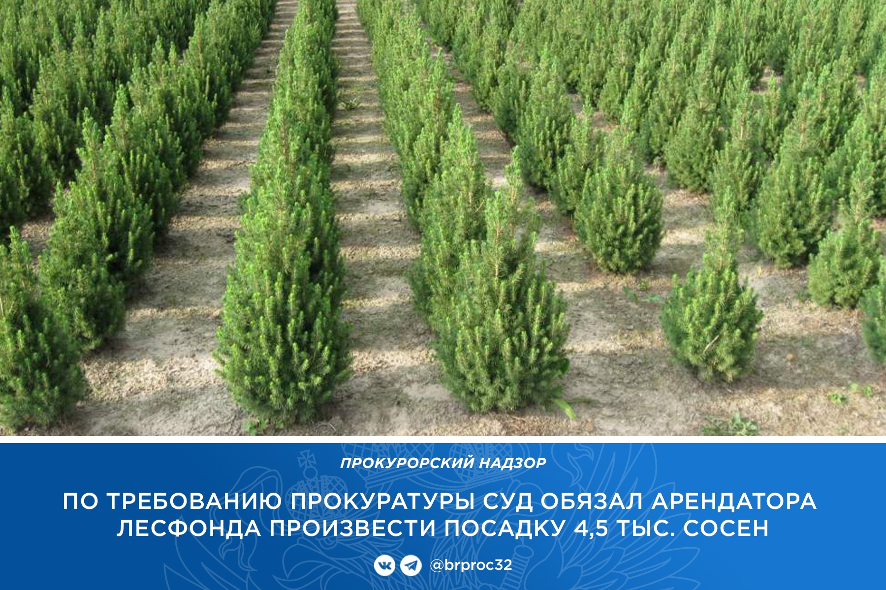 Брянский суд обязал арендатора посадить 4,5 тысячи сосен вместо вырубленных 198 деревьев