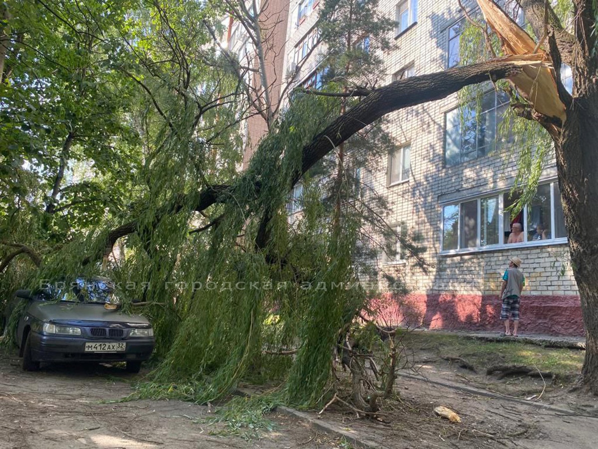 В Брянске спасатели убрали рухнувшую на легковушку большую ветку дерева