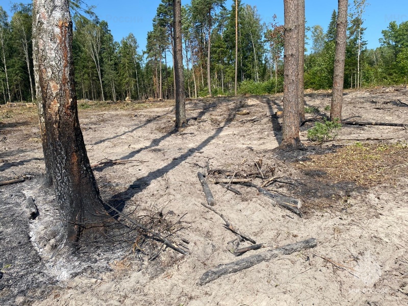 В Дятьковском районе горел лес на площади 0,7 га