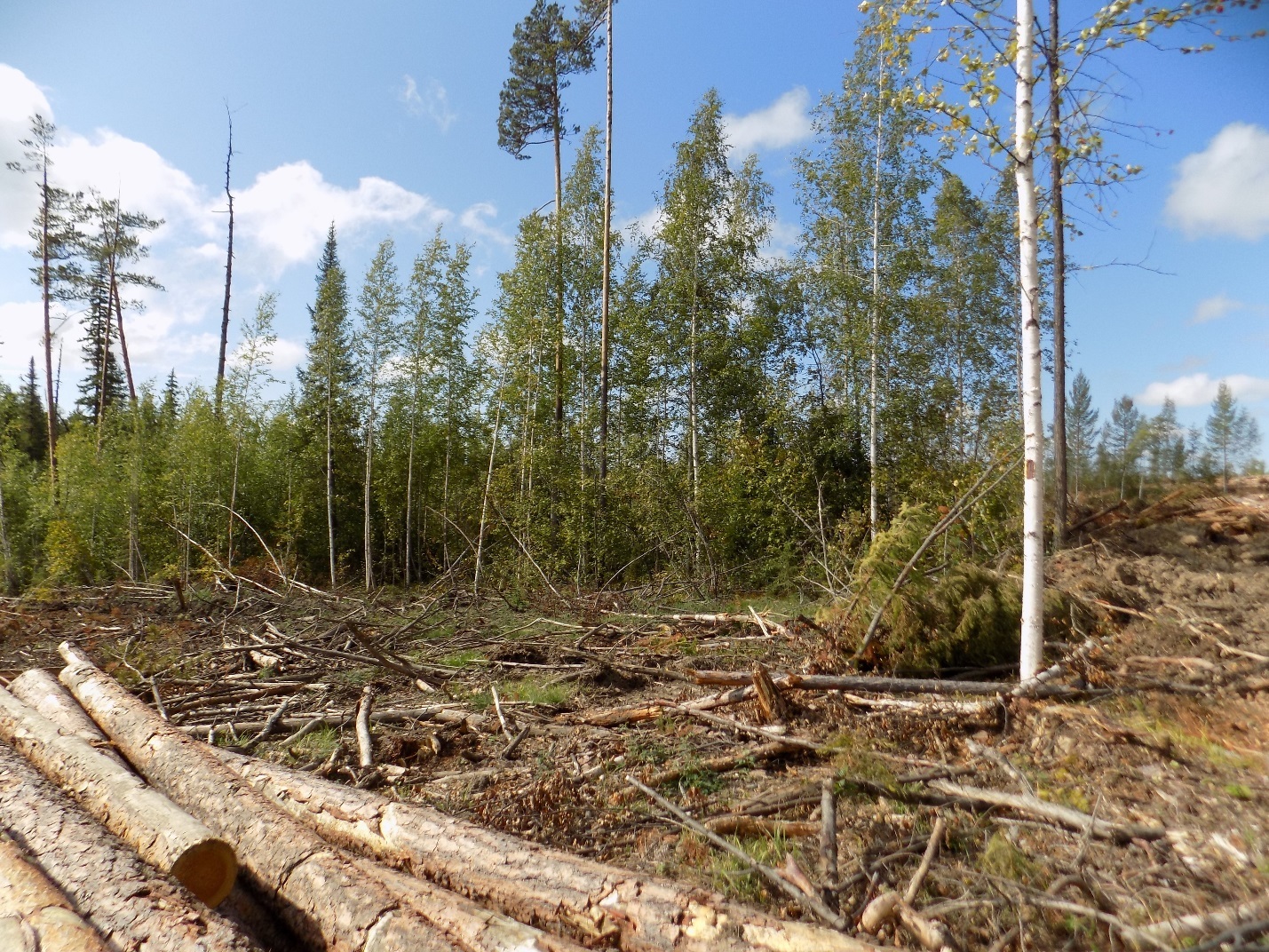 В Климово после незаконной рубки сосен ДОК обязали провести восстановление леса