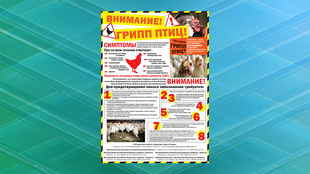 Месячник «Стоп грипп птиц и АЧС» стартовал в Брянске и продлится до 10 сентября включительно