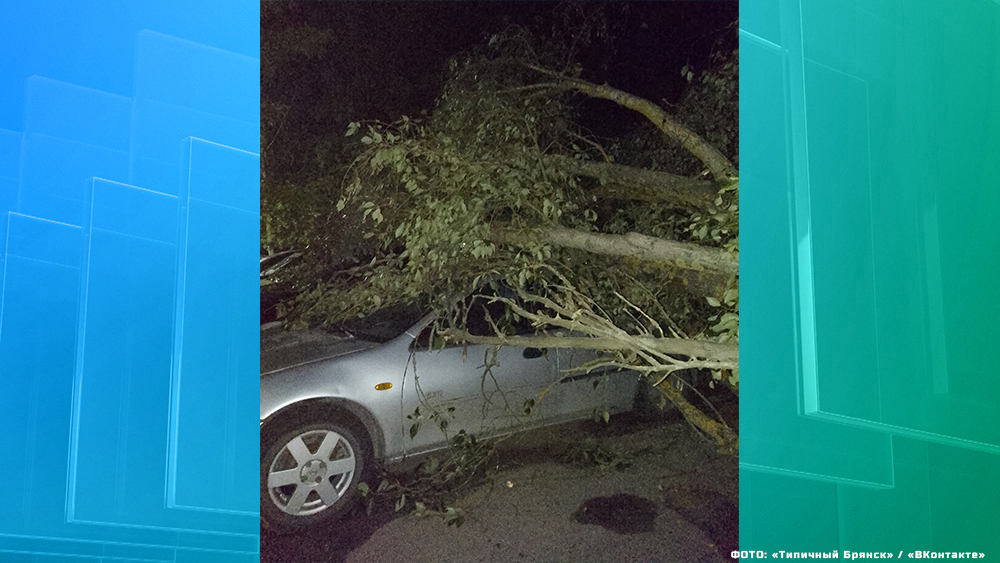 Ночью в Брянске на улице Мичурина упало дерево, повреждены три автомобиля