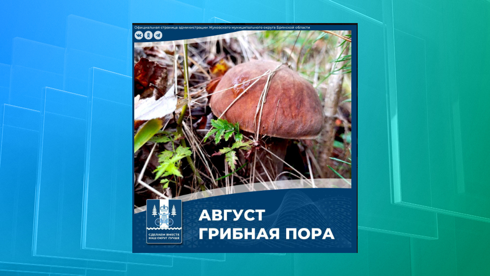 В Жуковском округе Брянской области начался грибной сезон