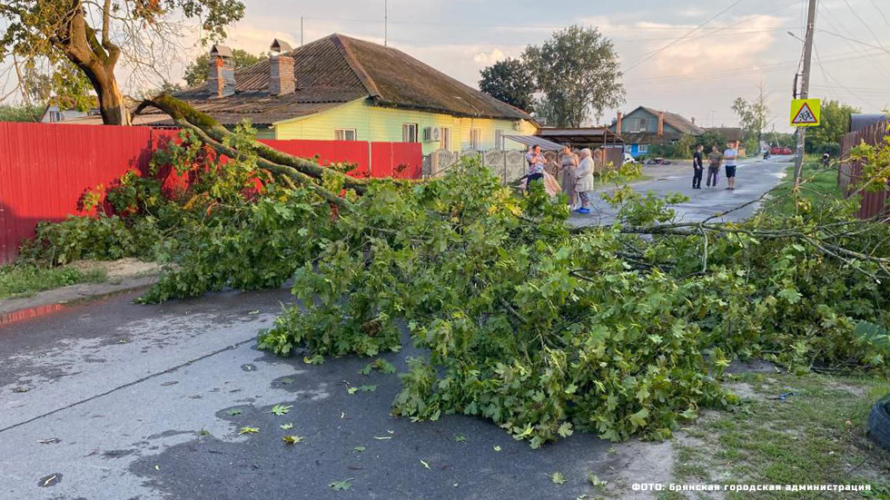 Вечером 2 августа из-за ветра на проезжую часть в Брянске упало дерево