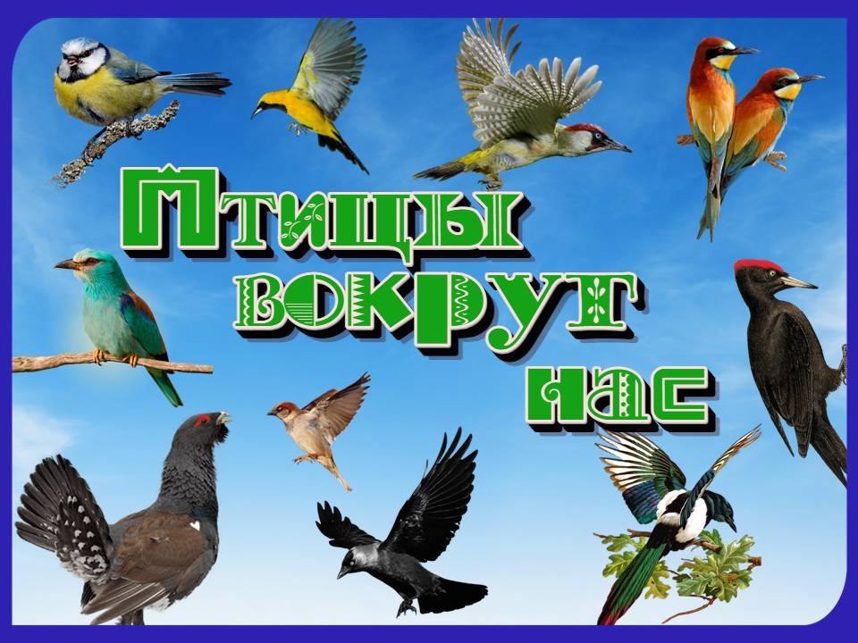 В Брянском краеведческом музее состоится лекция «Птицы вокруг нас»