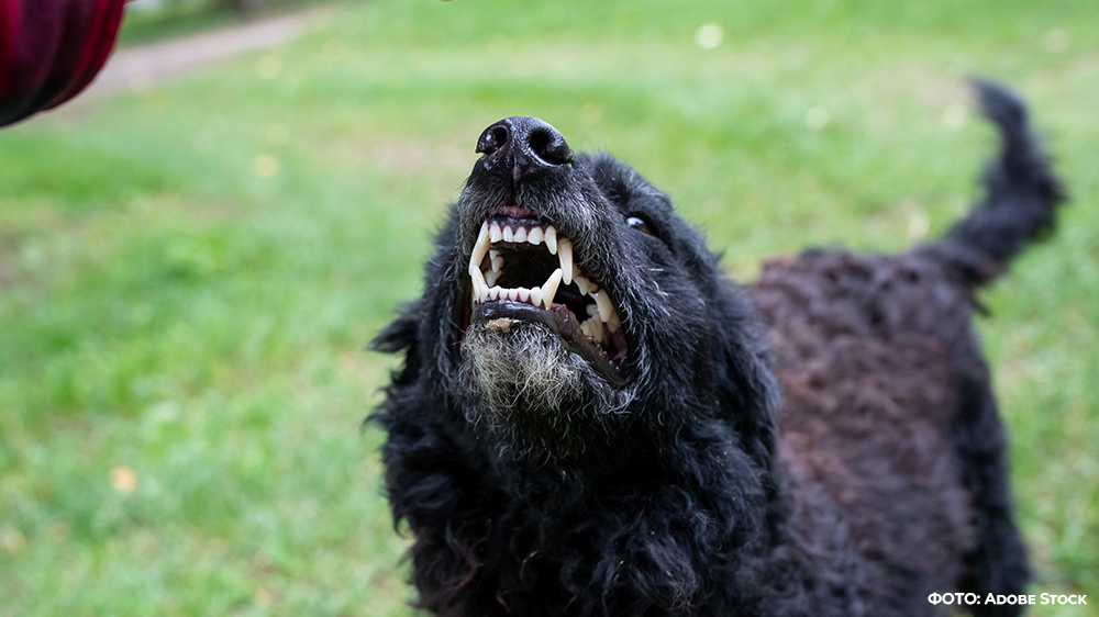 Суд взыскал с новозыбковской администрации компенсацию за укус безнадзорной собаки
