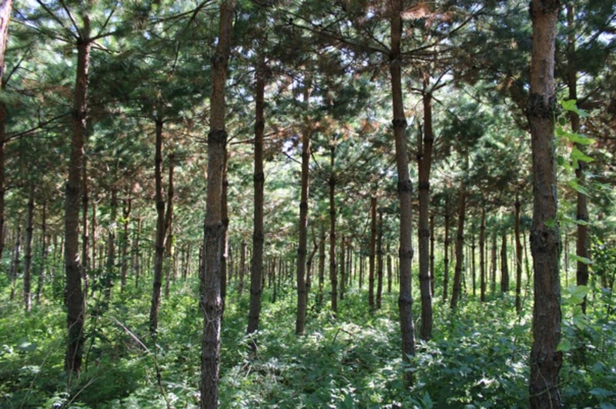 Житель Брянской области Сергей Алесенко сам посадил два гектара леса