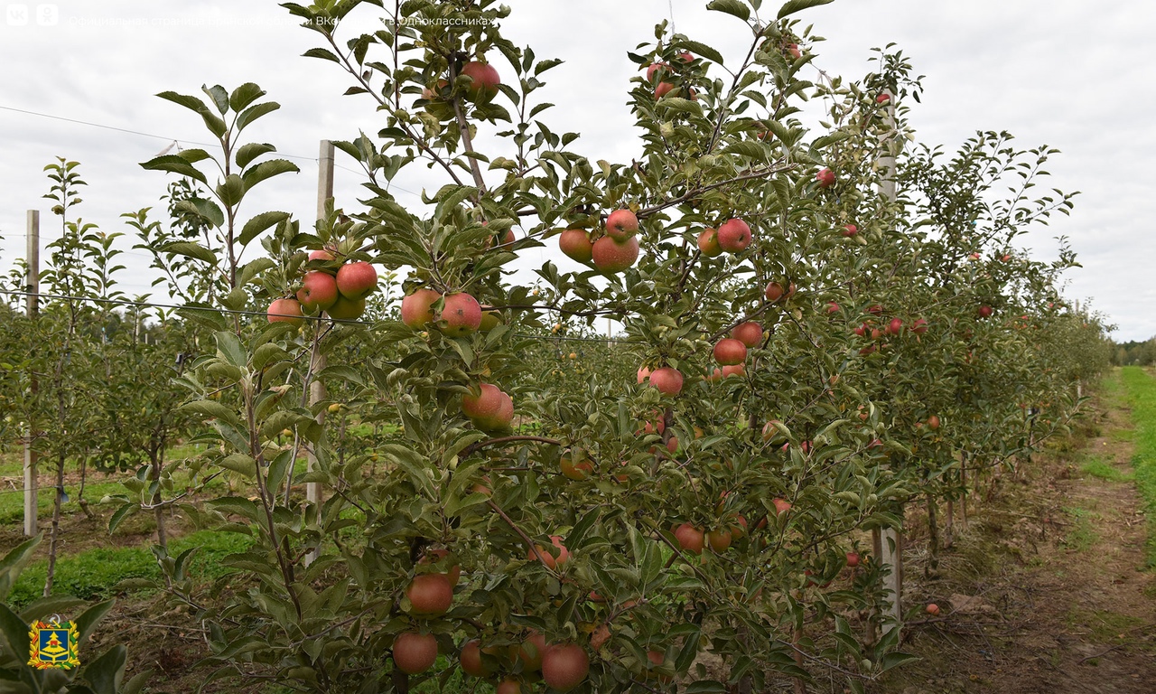ООО «Брянский сад» приступило к сбору урожая яблок