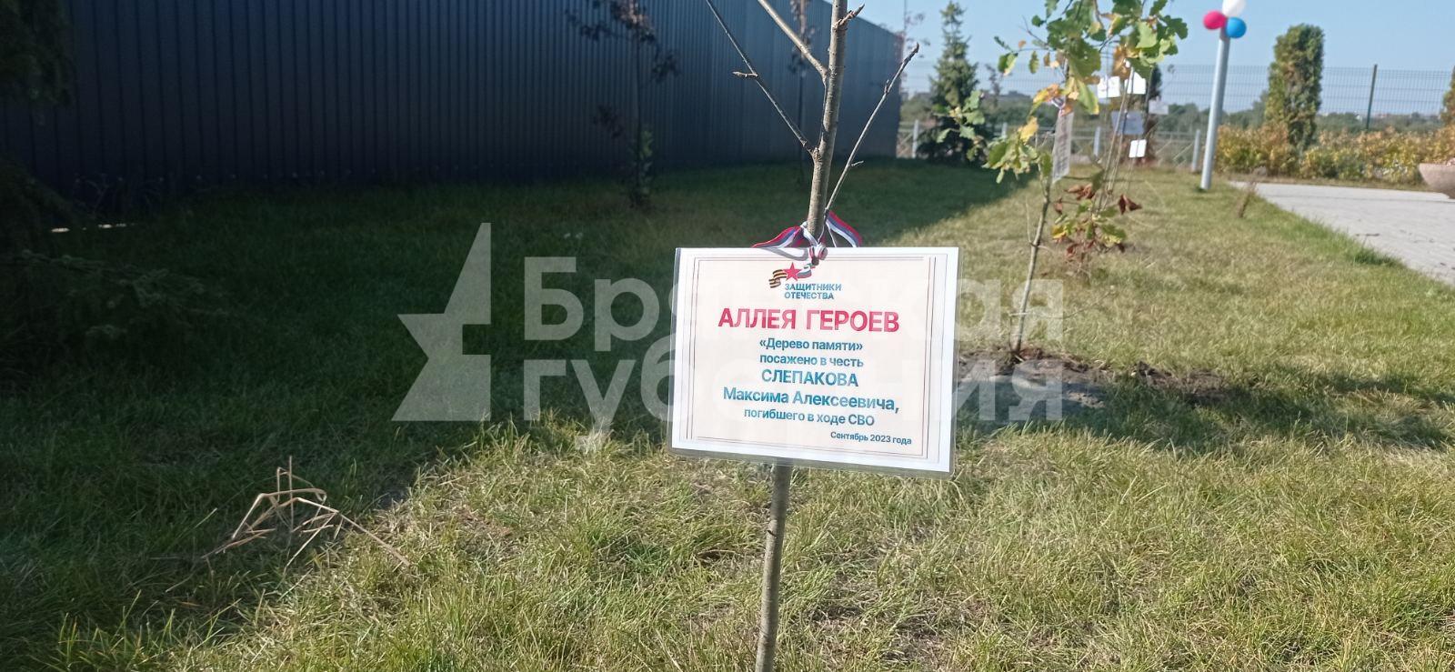 В сквере школы №72 Брянска появилась аллея Героев в память о бойцах СВО