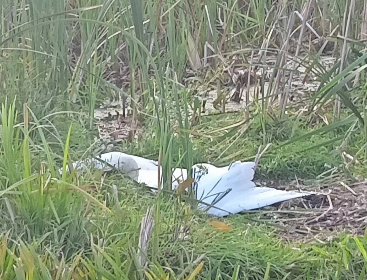 В Клинцовском районе Брянской области браконьеры погубили белых лебедей