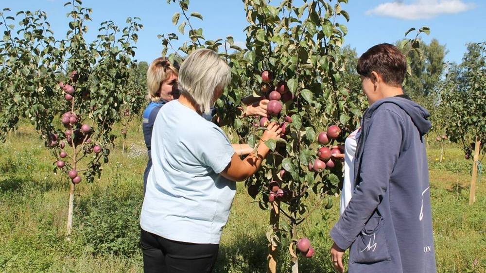 В брасовском «Сельхознике» собирают яблоки