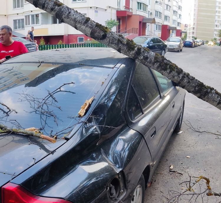 В Брянске дерево упало на припаркованный автомобиль