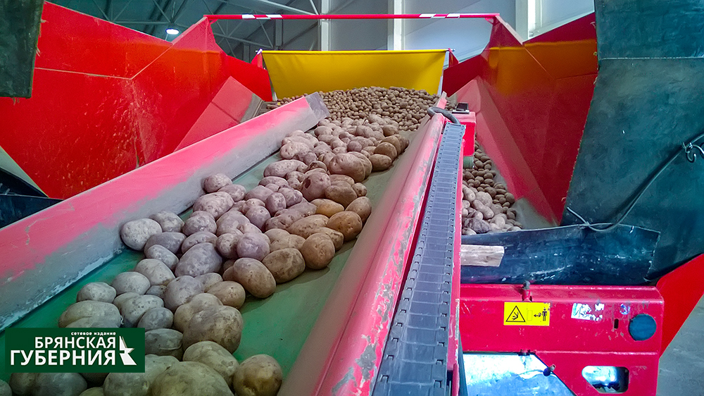 В Брянской области планируют поставить очередной рекорд по урожаю картофеля