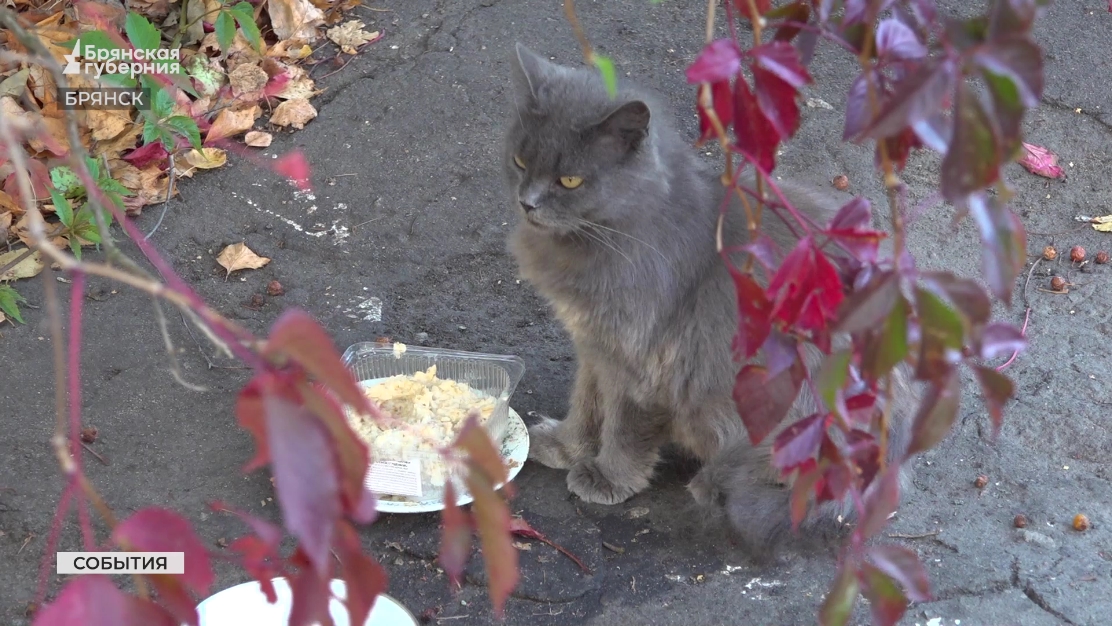 В Брянске на улице Дзержинского нашли 16 отравленных кошек
