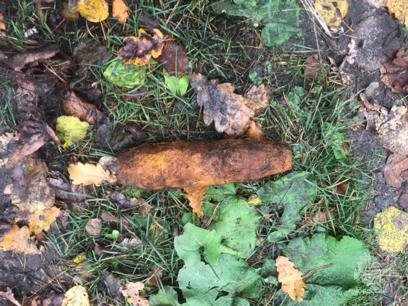 В лесу возле брянского поселка Пятилетка нашли артиллерийский снаряд