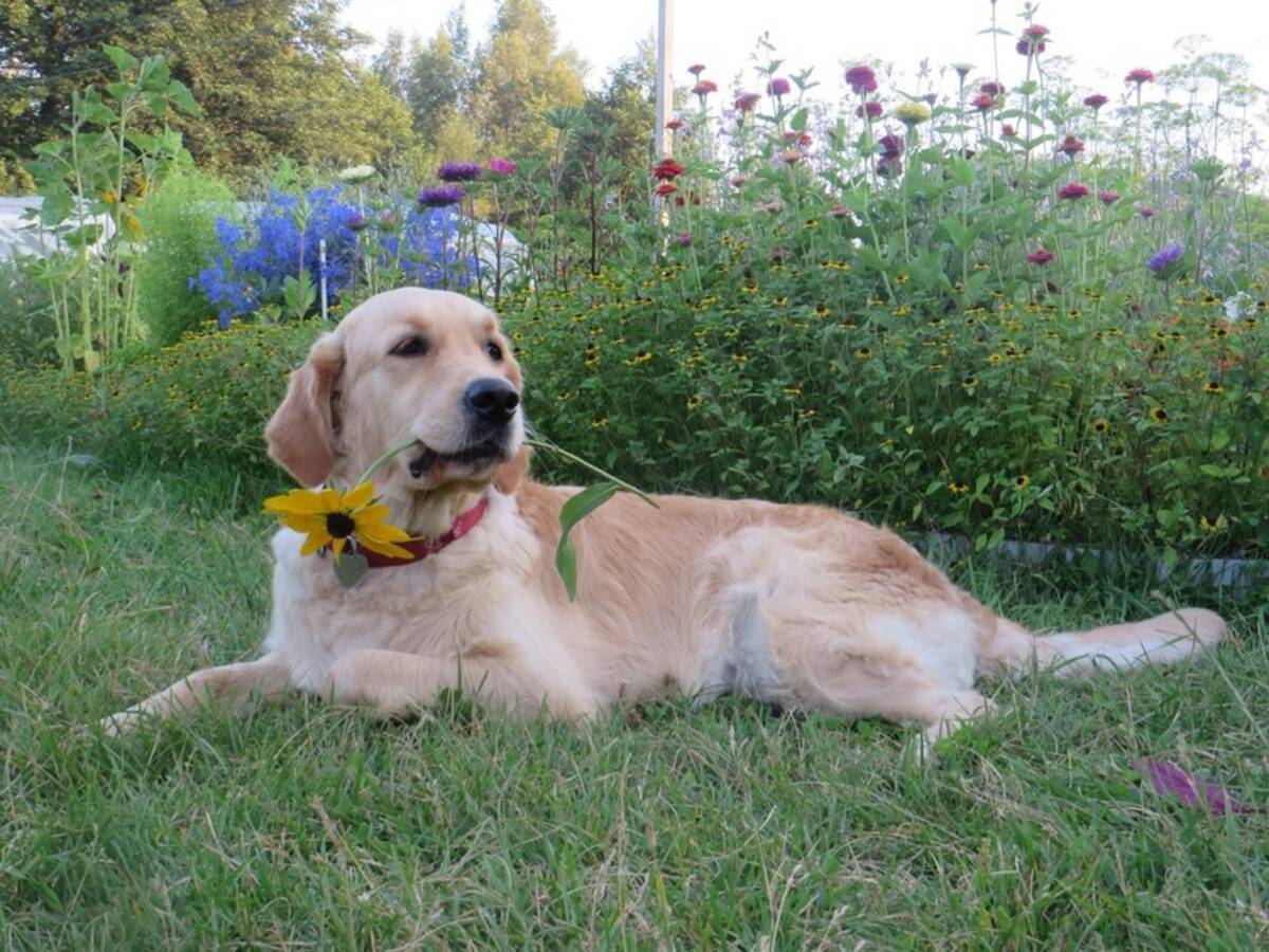 В Брянске умерла любимица солнечных деток собака Лика