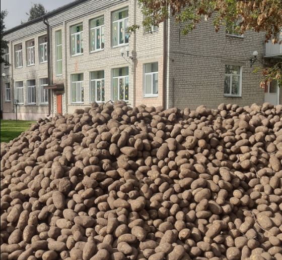 Депутат Брянской облдумы Михаил Довгалев переда детсадам Унечи 20 тонн картофеля