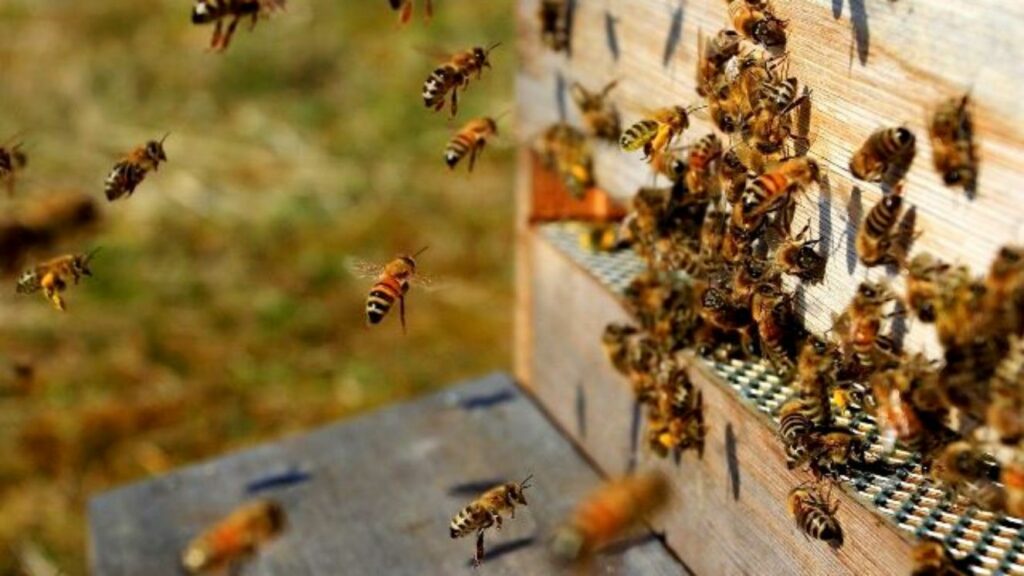 Брянский пчеловод взыскал с фирмы три миллиона рублей за гибель пчел