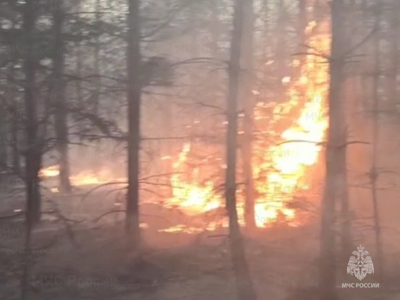 В Дубровском районе произошел лесной пожар на площади 0,15 гектара