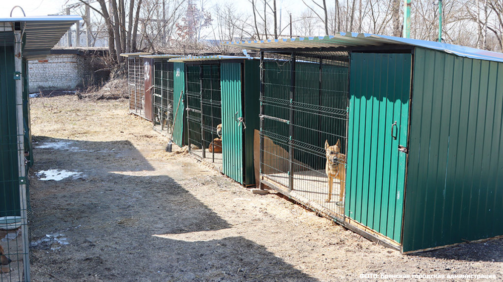 В Брянской области приюты для собак предлагают строить на штрафы за жестокое обращение с животными