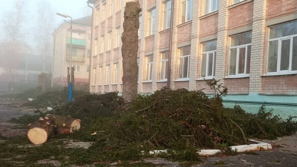 В посёлке Мичуринский у школы спилили высаженные выпускниками ели