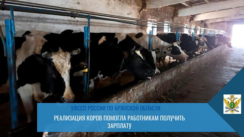 В Брянской области на одну животноводческую компанию было заведено 77 исполнительных производст