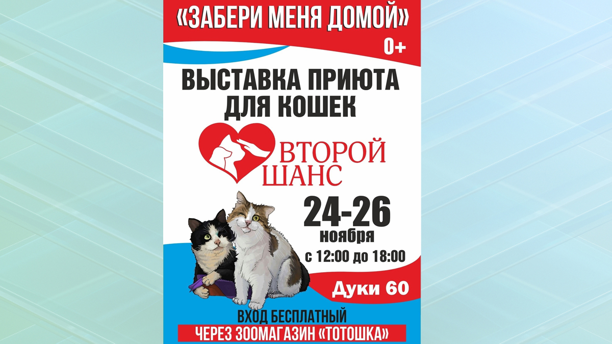 В Брянске проведут выставку кошек «Забери меня домой» с 24 по 26 ноября