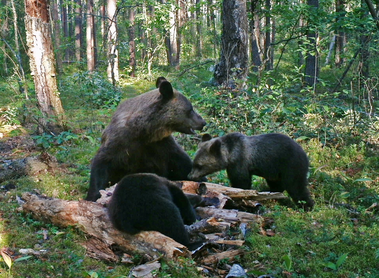 В День медведя заповедник "Брянский лес" представил фотоподборку косолапых