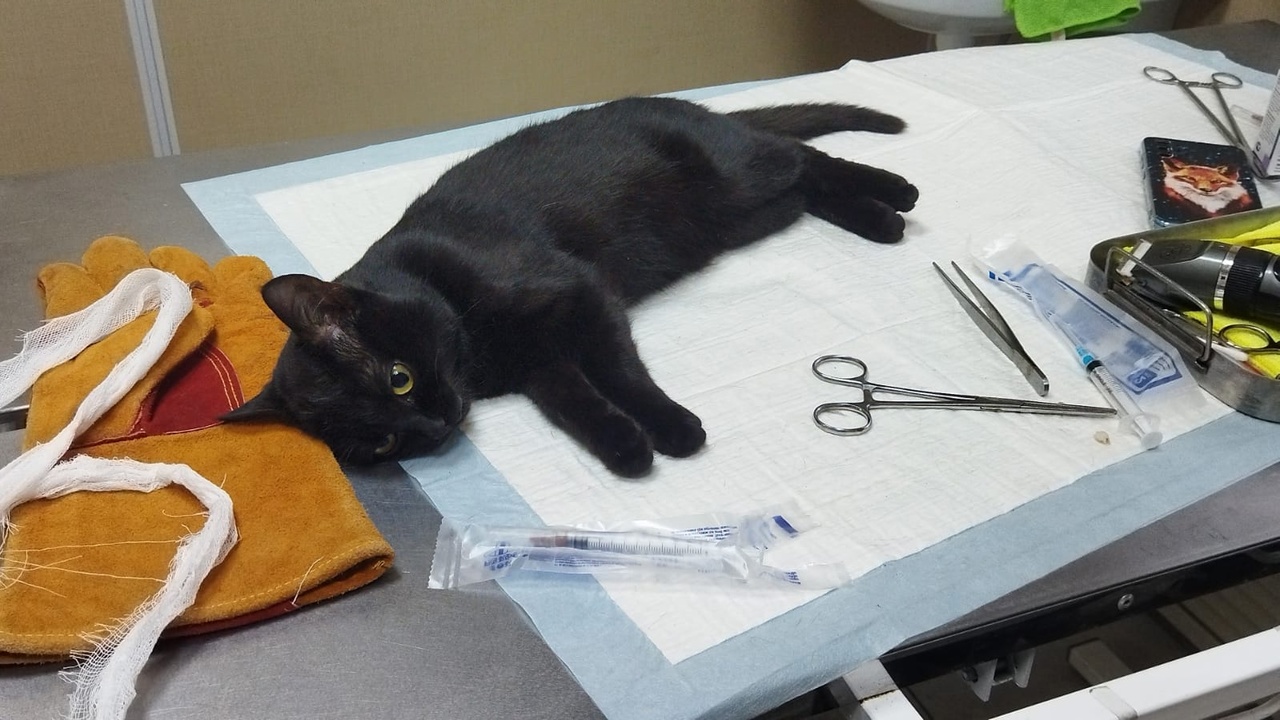 Брянские ветеринары спасли от мучительной смерти кошку Марусю