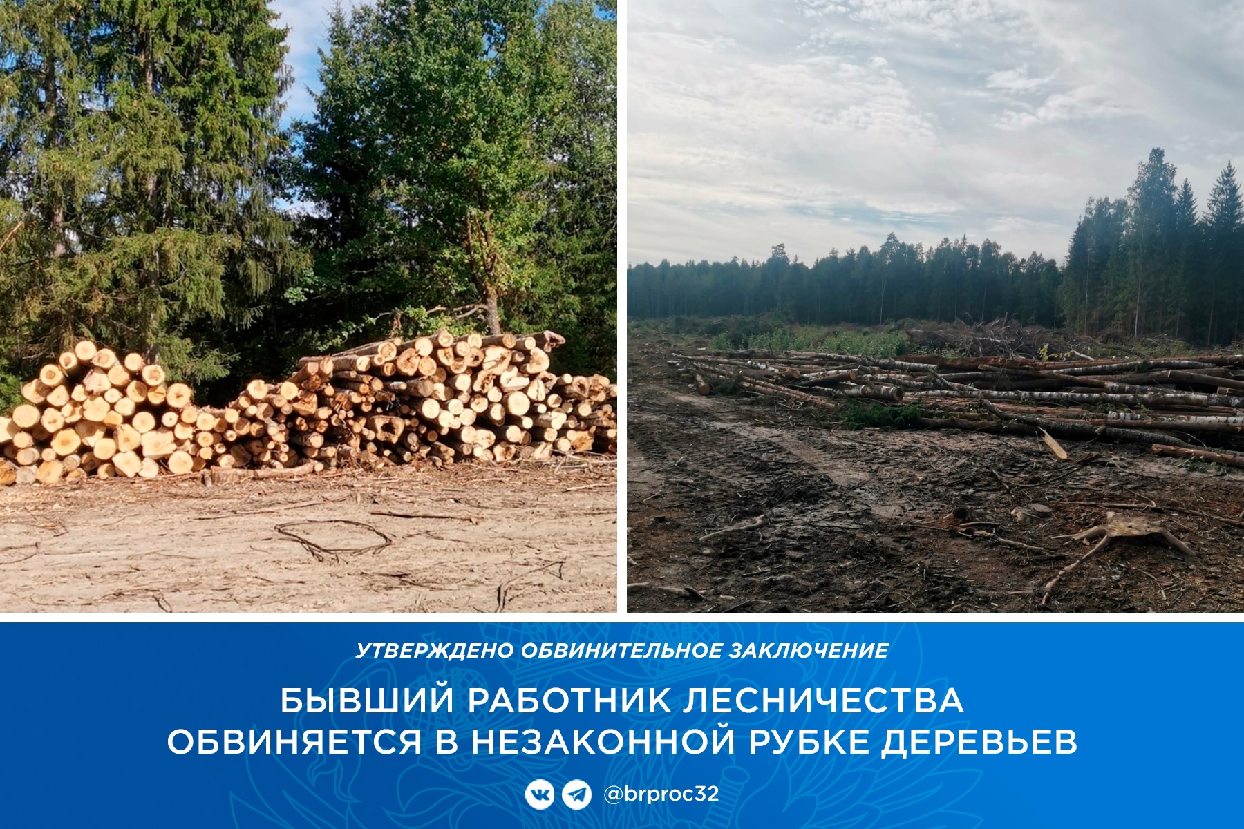 В Трубчевском районе участкового лесничего осудят за незаконную вырубку 24 деревьев