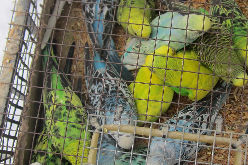 Через Брянщину в Беларусь не пропустили 800 попугаев и амадинов из Краснодарского края
