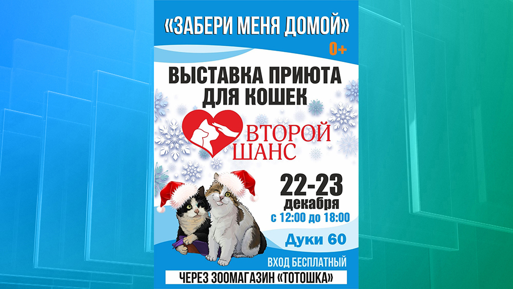 В Брянске 22 и 23 декабря пройдет выставка приюта для кошек «Забери меня домой»
