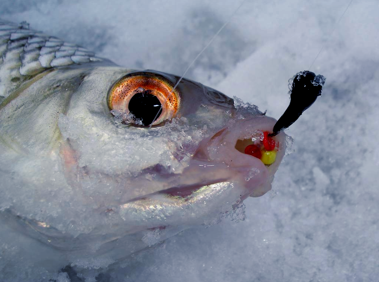 Брянцев пригласили на турнир по рыбной ловле на мормышку со льда в Стародуб