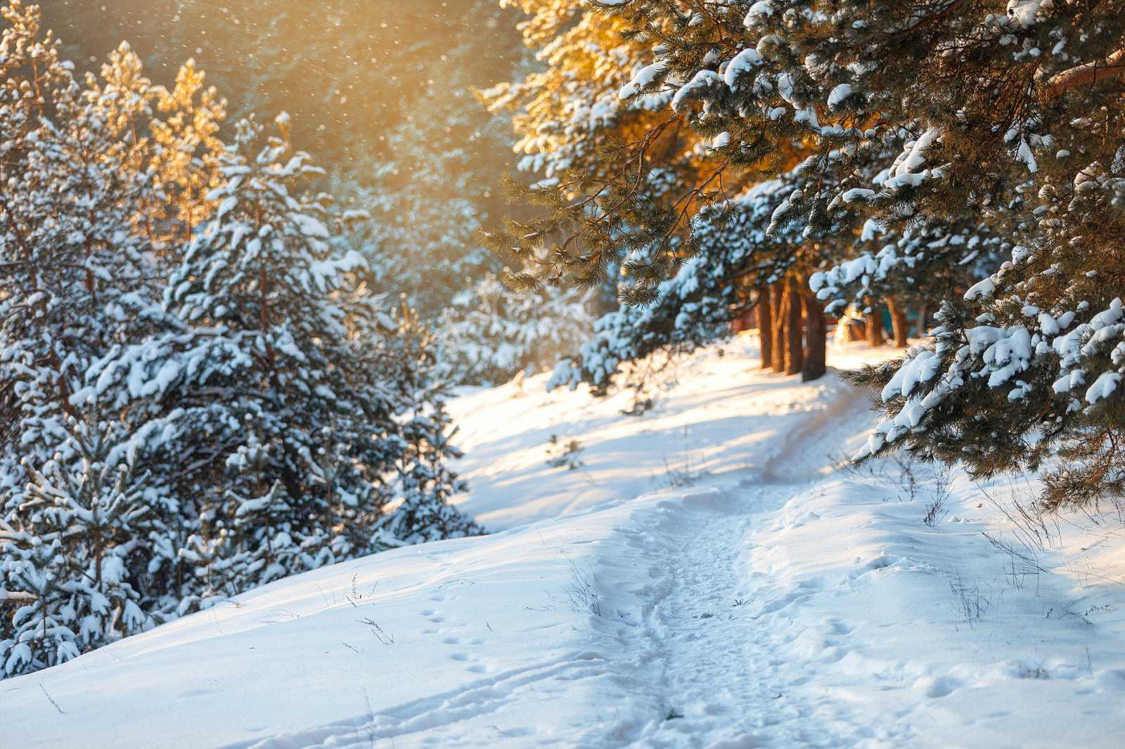 Брянцы делятся в соцсетях фотографиями зимнего леса